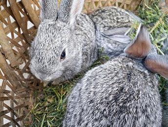 《上古卷轴OL》DLAA vs DLSS vs TAA